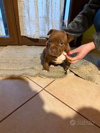 Cuccioli pitbull