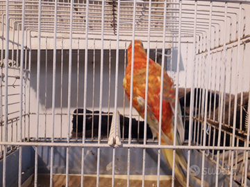 Parrocchetti dal groppone