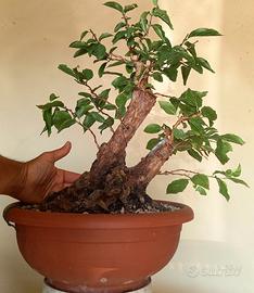 Pre bonsai corniolo (cornus mas) #1
