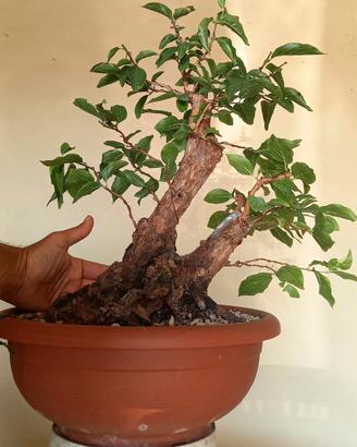 Pre bonsai corniolo (cornus mas) #1