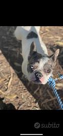 Bulldog francese