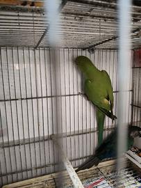 Parrocchetto dal collare