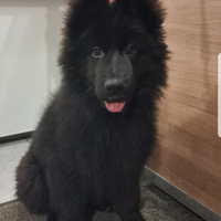 Cuccioli disponibili di 3 mesi con microchi