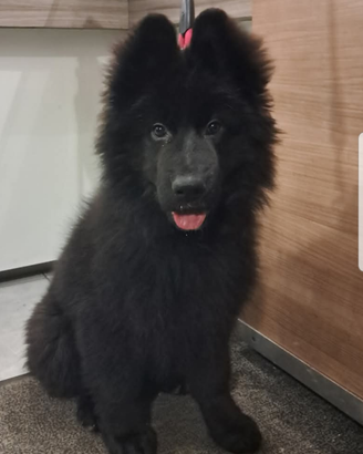 Cuccioli disponibili di 3 mesi con microchi