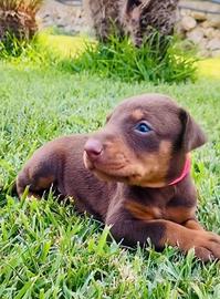 cuccioli dobermann 