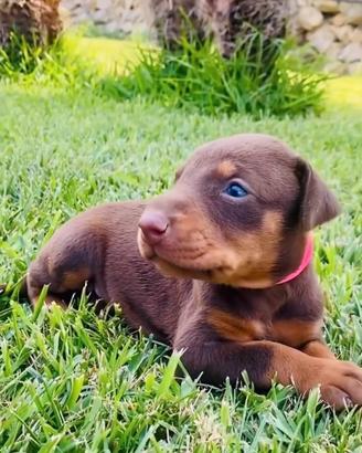 cuccioli dobermann 
