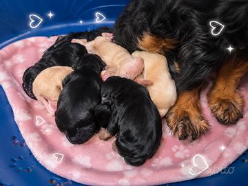 Splendidi cuccioli di cocker spaniel inglese