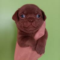 Chihuahua femminuccia