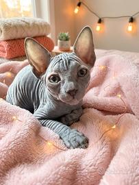 Sphynx