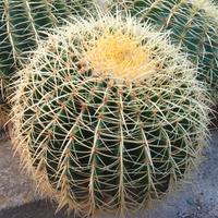 3 grandi e Splendidi  grusoni o cuscini della suoc