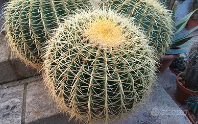 3 grandi e Splendidi  grusoni o cuscini della suoc