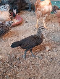 Galli-pulcini-galline