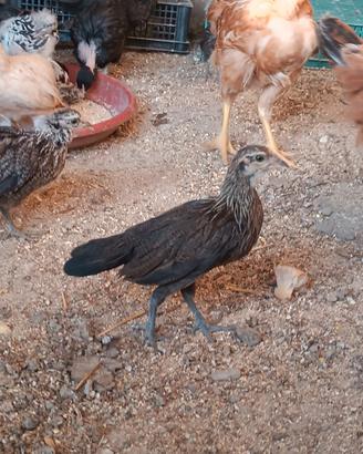 Galli-pulcini-galline