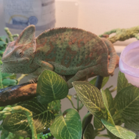 Camaleonte terraio luci integratore nebulizzatore