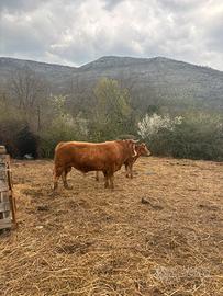 Toro Limousine iscritto al libro genealogico