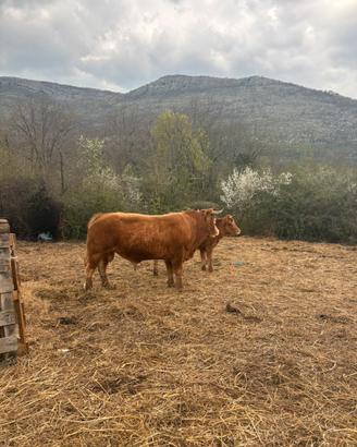 Toro Limousine iscritto al libro genealogico