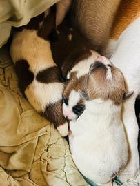 Jack Russell disponibili