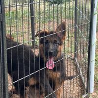 Cuccioli di pastore tedesco