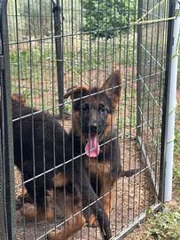 Cuccioli di pastore tedesco