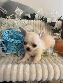 Chihuahua