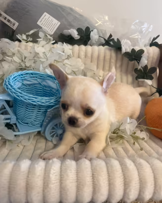 Chihuahua