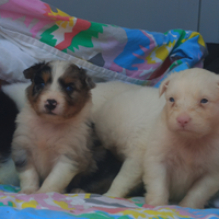 Pastore Australiano con Pedigree ENCI