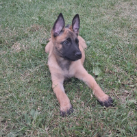 Cuccioli malinois pastore belga