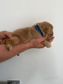 Maschietto golden retriever