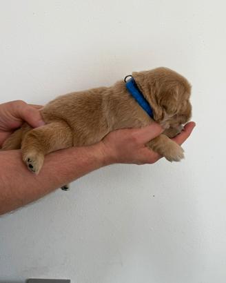 Maschietto golden retriever