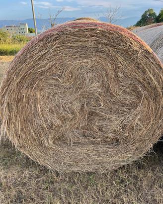Fieno Foraggio Rotoballet Rotoli da 400 Kg