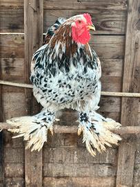 Galli e Galline