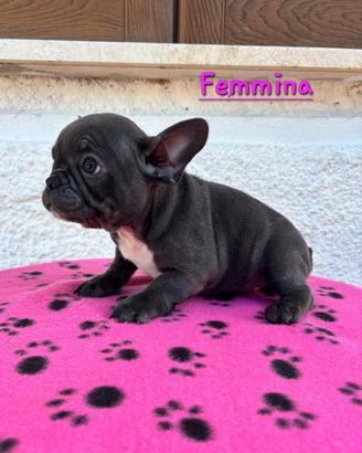 Cucciola di bulldog francese 
