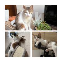 Dolce gattino di circa 1 anno