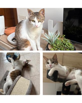 Dolce gattino di circa 1 anno