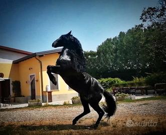 STALLONE PRMe DISPONIBILE PER MONTE