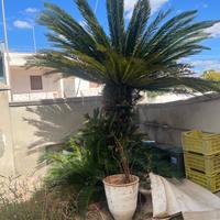 Cycas ornamentale