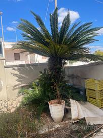 Cycas ornamentale