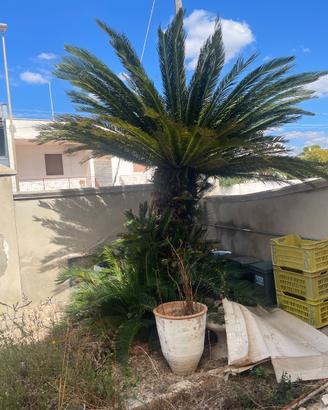 Cycas ornamentale