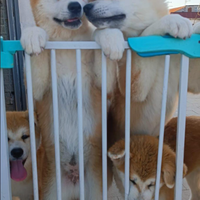 Cuccioli di Akita Inu