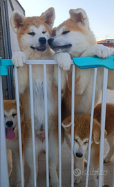 Cuccioli di Akita Inu