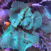 Anemoni discosome ecc