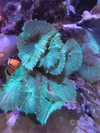 Anemoni discosome ecc