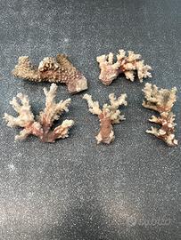 Corallo essicato decorativo per acquari