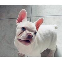 Bulldog francese
