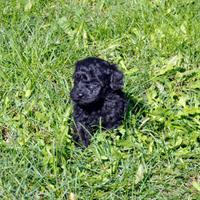 Cuccioli Barboncino Nero Toy