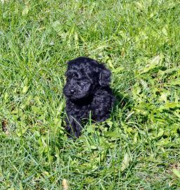 Cuccioli Barboncino Nero Toy