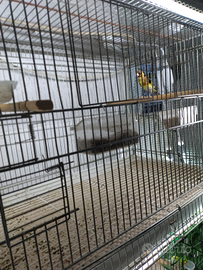 Cardellino nostrano giallo