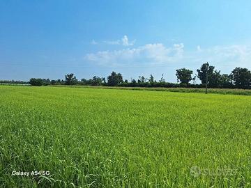 L.GIUD. 25/2024 Trib Pavia - LOTTO C