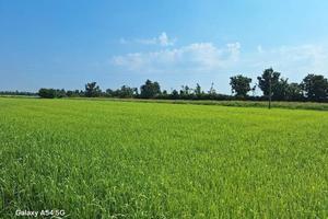 L.GIUD. 25/2024 Trib Pavia - LOTTO C