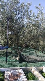 Abbacchiatore zanon batteria